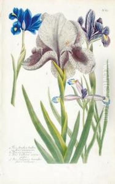 A Good Group Of 8 Irises - view 1