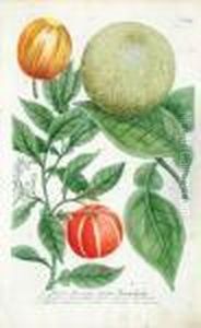 A Good Group Of 6 Citrus Fruits by Johann Wilhelm Weinmann
