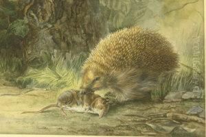 Hedgehog With Shrew by Harrison William Weir