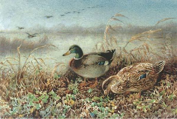 Mallards On A Bank - view 1