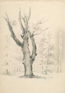 Estudio De Arboles by Rosario Weiss