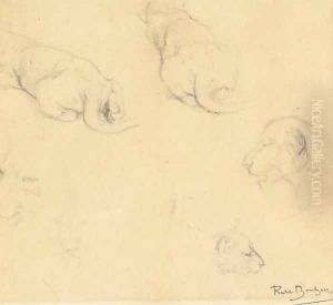 A lioness - studies