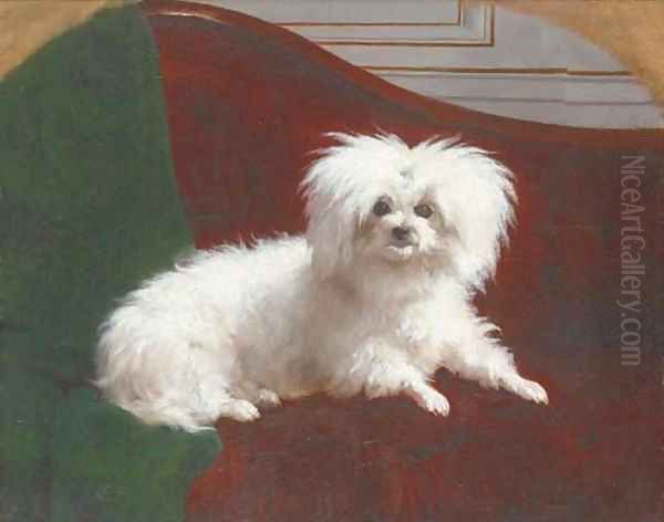 A maltese - view 1