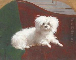 A maltese