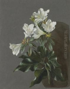 Etude D'azalees Blanches by Michael Gottlob Wentzel