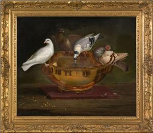Pigeons Drinking From A Bowl - view 1
