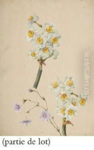 Etude De Jonquilles by Sebastien Weymar