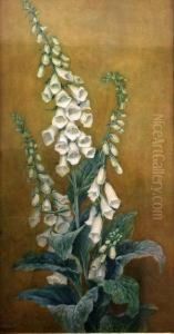 Fox Glove