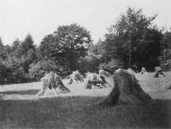 A Corn Field - view 1