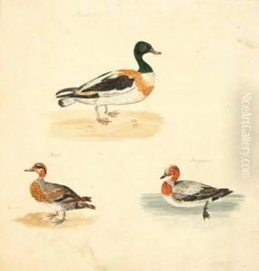The Natural History And Antiquities Of Selborne