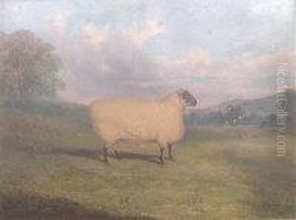 A Prize Sheep - view 1