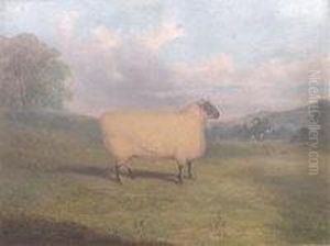 A Prize Sheep by Richard Whitford