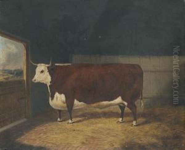 A Prize Cow In A Barn - view 1