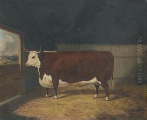 A Prize Cow In A Barn by Richard Whitford