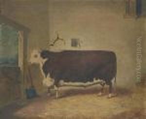 A Prize Cow In A Barn by Richard Whitford