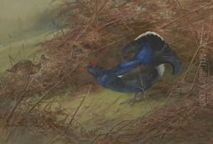 Blackcock by Charles Whymper
