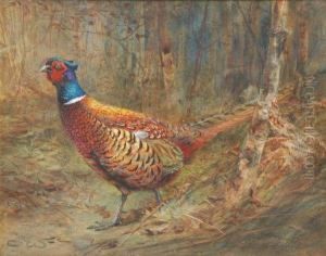 Asiesta A Wary Old Bird Two by Charles Whymper