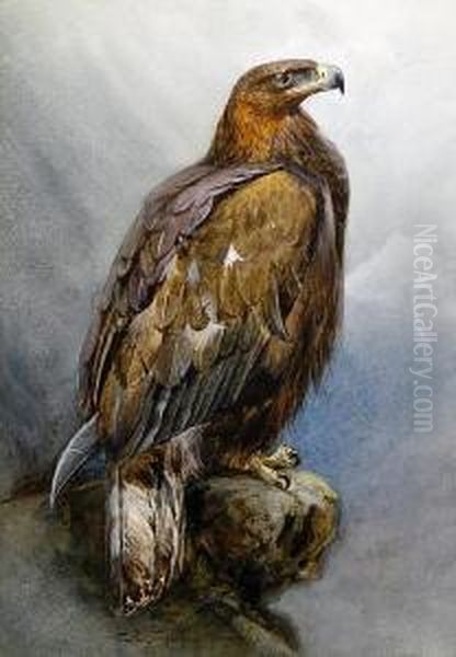 Golden Eagle - view 1
