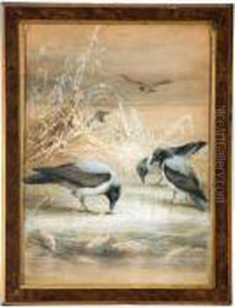 Shorebirds - view 1