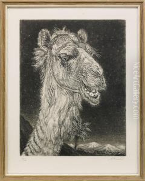 Arabian Camel - view 1