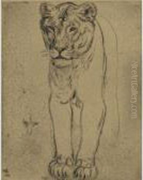 Tiger - view 1