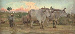 Oxen in the Tuscan countrside