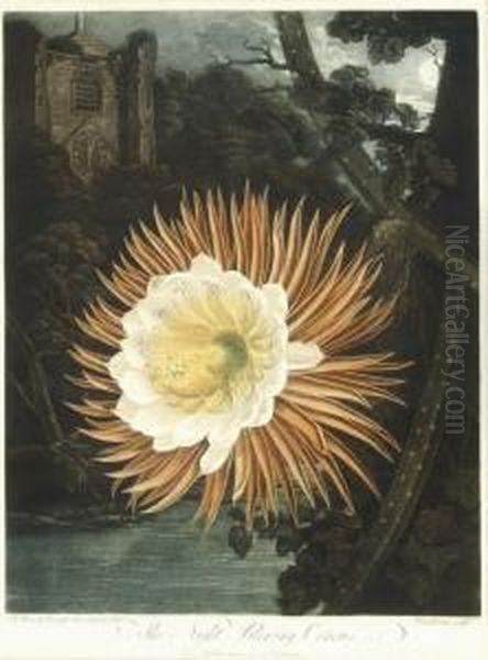 The Night-blooming Cereus, From 
The Temple Of Flora - view 1