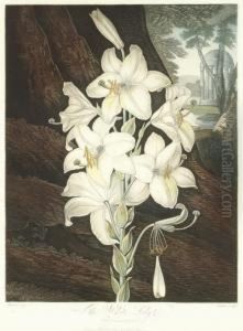 The White Lily, From 
The Temple Of Flora