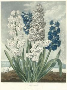 Hyacinths, From
The Temple Of Flora by John Robert Wildman