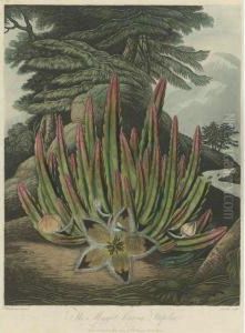 Temple Of Flora: The Maggot-bearing Stapelia by John Robert Wildman