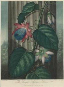 Temple Of Flora: Winged Passion-flower by John Robert Wildman