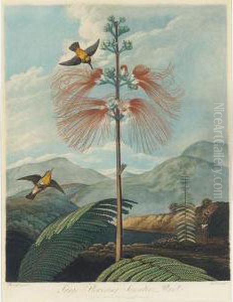 Temple Of Flora: Large Flowering Sensitive Plant - view 1