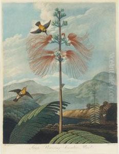 Temple Of Flora: Large Flowering Sensitive Plant by John Robert Wildman