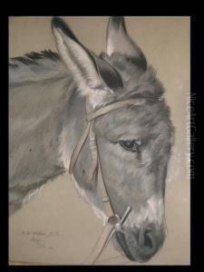 Head Of A Donkey by Francis William Wilkin