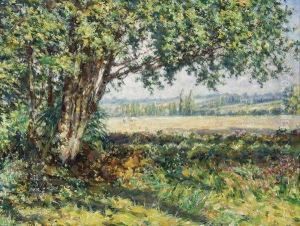 Vue De Mon Jardin Vue De Mon Jardin