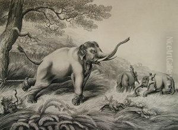 Decoy Elephants Leaving Themale Fastened To A Tree - view 1