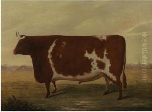 The Improved Lincolnshire Ox - Durham Cross, Smithfield 1832 by William Willoughby