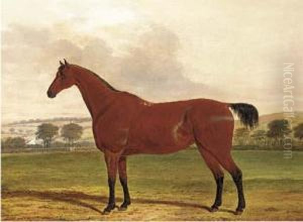 Boston, A Horse In A Field - view 1