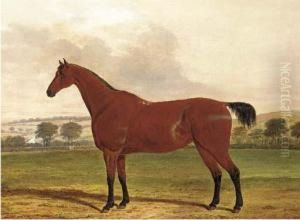 Boston, A Horse In A Field