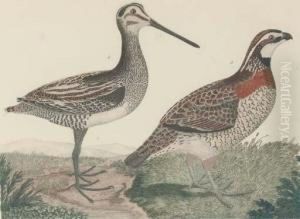 American Ornithology; Or The Natural History Of Birds In The United States: Two Plates by Alexander Wilson