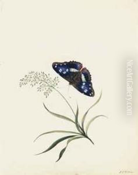 Three Studies Of Butterflies And Flora - view 1