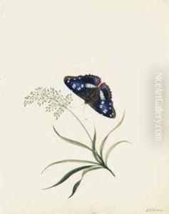 Three Studies Of Butterflies And Flora by E. Wilson
