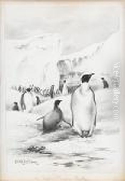 An Empire Penguin Rookery - view 1