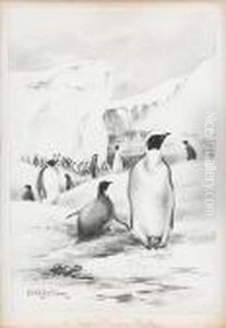 An Empire Penguin Rookery An Empire Penguin Rookery