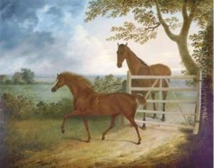 A Mare And Foal By A Five Bar Gate