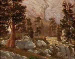 Fohren Im Hochgebirge
