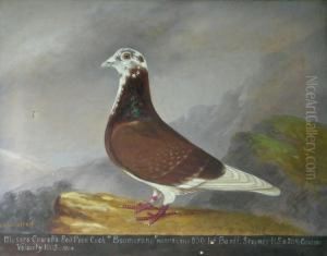 Messrs Cowell's Red Pied Cock 'boomerang'