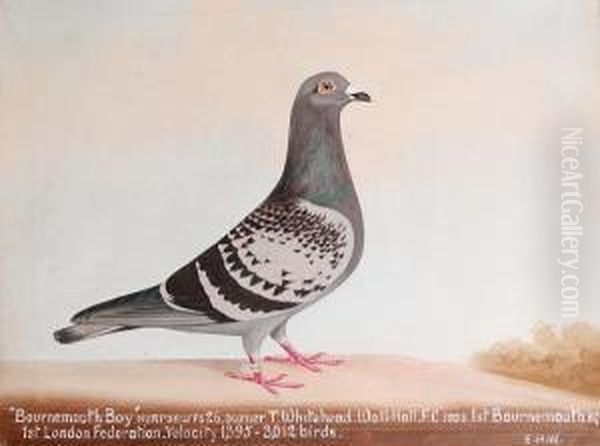 Bournemouth Boy - view 1