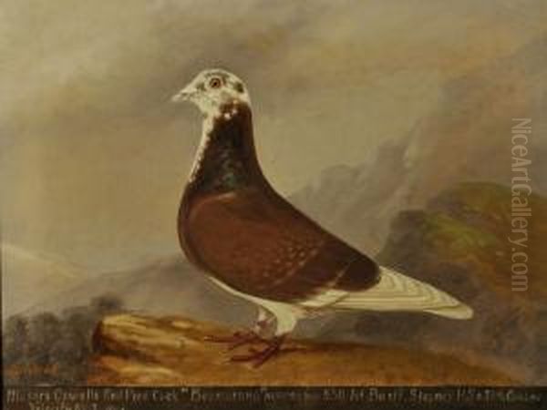 A Racing Pigeon 'boomerang' - view 1
