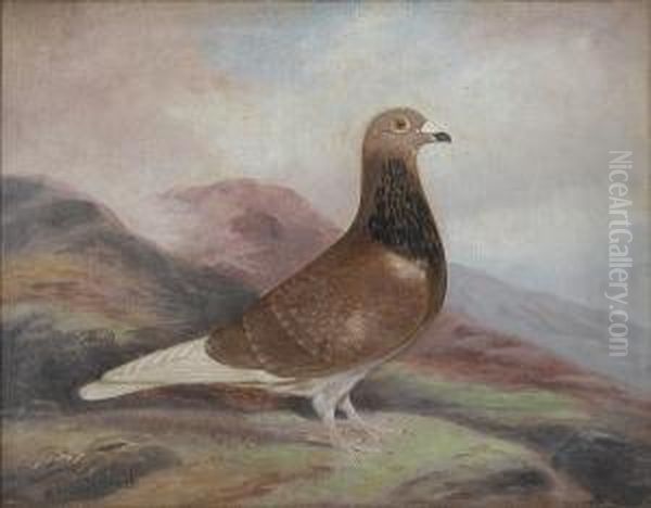 The Prize-winning Pigeon 'winalot' - view 1